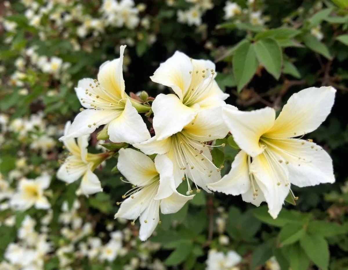Arbustes à fleurs blanches : la touche féerique pour votre jardin de rêve
